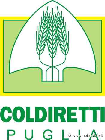 Xylella: stato di calamità per Avetrana, Manduria, Maruggio e Sava - Noi Notizie. - Noi Notizie