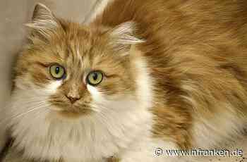 Tierheim Bamberg öffnet wieder - auch der Flohmarkt ist zugänglich