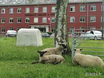 À Arras, la citadelle accueille un écopâturage d'une trentaine d'animaux - actu.fr