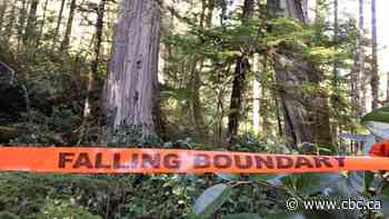 What you need to know about old growth trees in B.C. — and the threats facing them