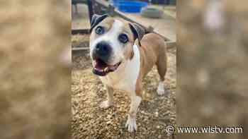 Furry Friend Fridays: Meet Bruno - WIS10