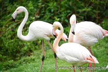 Vogelpark in Steinen ist wieder geöffnet – wie geht es den Besitzern? - Steinen - Badische Zeitung - Badische Zeitung