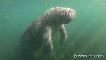 Manatees are dying in droves this year. The die-offs could spell trouble for Florida