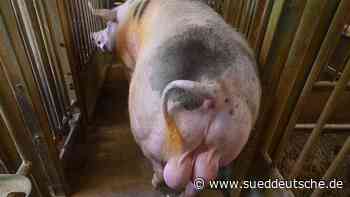 Ausländische Schweinezüchter setzen auf Ebersperma aus NRW - Süddeutsche Zeitung
