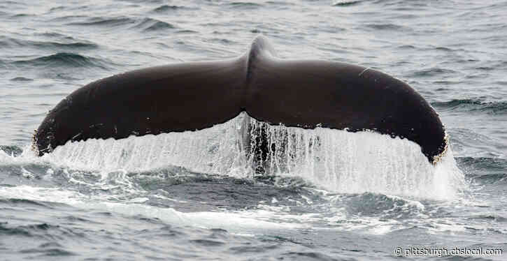 Scientists Say They Have Proof Of Whales Singing Near New York City