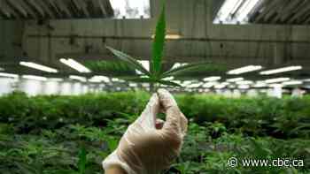 More Canadians turning to cannabis to help deal with pandemic pressures