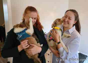 Toronto sisters find what binds them: two pups named Zoe and Chloe - Toronto Star