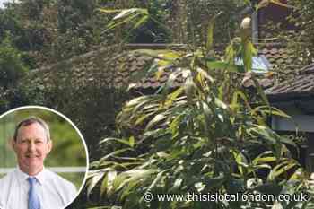 Households warned over 'aggressive spreading' bamboo