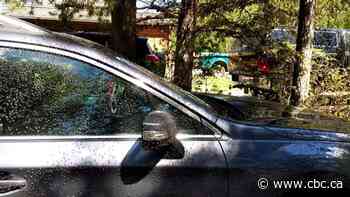 'You can't even go outside': Alberta's Pigeon Lake overrun with midges