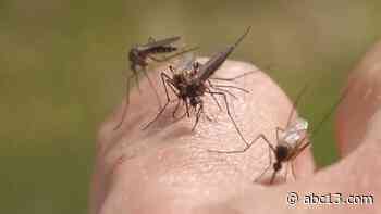 Mosquitoes in Houston: How recent rain and dry days makes perfect storm for mosquitoes - KTRK-TV