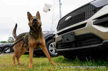 Police dogs' noses out of commission thanks to drug law change - Barrhead News