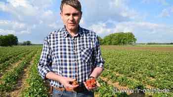 Ernte in Spree-Neiße: Korona ist der Erdbeer-Liebling in Guben - Lausitzer Rundschau