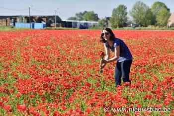 Duizenden klaprozen kleuren weiland in Leest helemaal rood