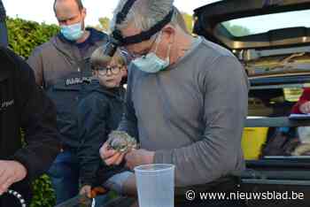 Steenuilkuikens zijn goed dik dit jaar