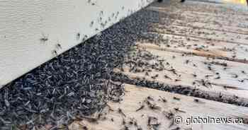 What are the swarms of black bugs taking over Alberta’s Pigeon Lake?