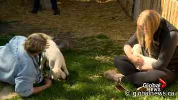 Snuggling goats for a good cause