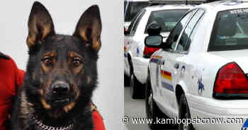 Police dog nabs couple allegedly breaking into cabins and trailers in Barriere - KamloopsBCNow