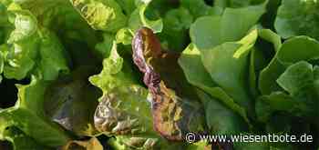 AOK Bamberg: Tipps für eine nachhaltige Küche - Teil 2: Essen und Klima - Der Neue Wiesentbote