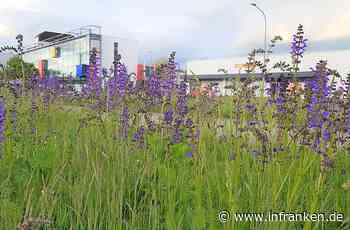 Stadt Bamberg ruft zu naturnaher Pflege von Grünflachen auf - inFranken.de