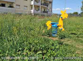 "Incuria e erba alta a Santa Barbara" - Tuscia Web
