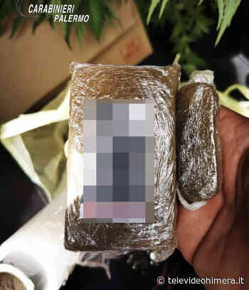 Cerda:erba e denaro ,arrestati padre e figlio - Televideo Himera