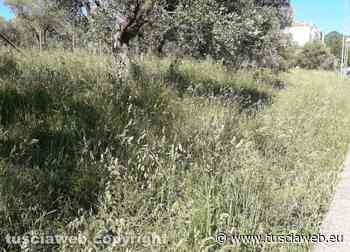 "Non c'è visuale per l'erba alta e le macchine non possono circolare tranquillamente" - Tuscia Web