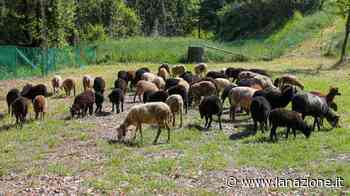 Pecore nei prati per tagliare l'erba: la scelta "eco" di Bagno a Ripoli - LA NAZIONE