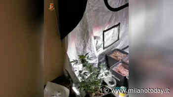 Troppo odore di "erba" fuori dalla sua porta e per lui finisce male - MilanoToday.it