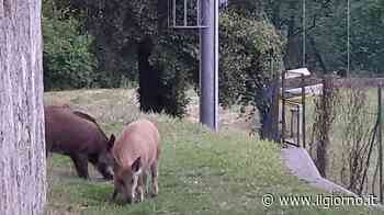 Erba, cinghiali a spasso in città: la Lega interpella il ministro dell'Agricoltura - IL GIORNO