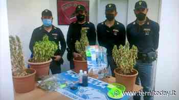 Marijuana a chilometri zero. Coltivava l'erba in una serra allestita dentro una stanza del suo appartamento di Città Giardino - TerniToday