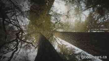 Forest research makes UBC professor a Hollywood star | Watch News Videos Online - Globalnews.ca