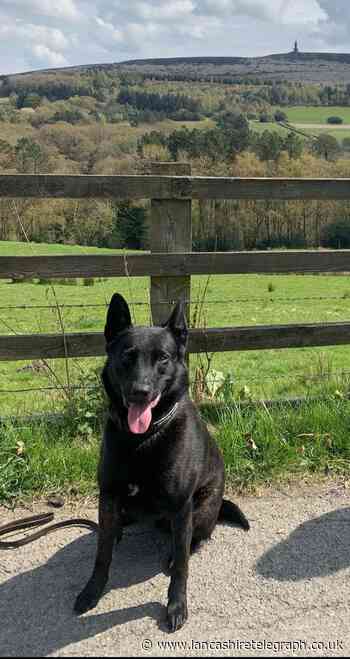 Police dog chased suspect through fields before catching him
