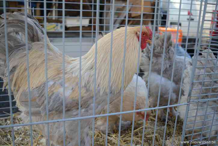 Extra dierenarts gezocht voor dieren- en boerenmarkt