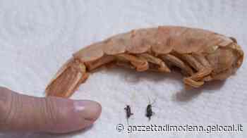 Modena, sbucano vermi dai gamberoni appena scongelati - La Gazzetta di Modena
