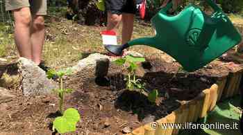 "Adotta una Pianta" al Parco Rielasingen di Ardea: l'iniziativa dedicata all'ambiente - Il Faro online