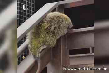Porco-espinho é capturado na escada de prédio em Navegantes | NSC Total - NSC Total