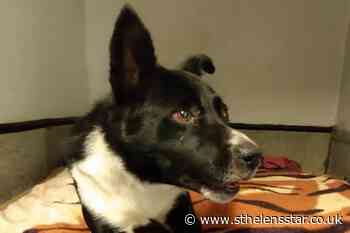 Animal welfare officer adopts dog which was buried alive - St Helens Star