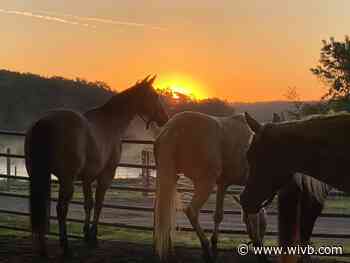 Helping local veterans heal through horse therapy