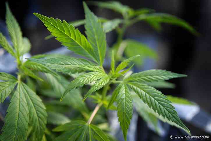 Twaalf maanden cel voor plantage in woning