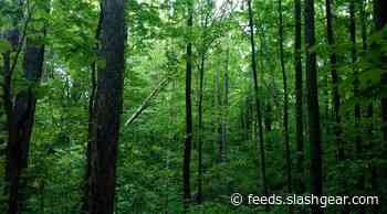 Ticks are going to be a big problem for most the US this summer