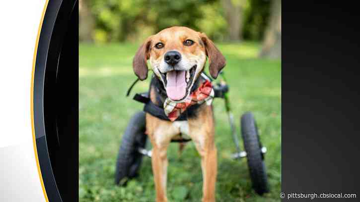 Furry Tails: Butler Co. Dog Moves Into Semifinals For American Humane Hero Dog Awards