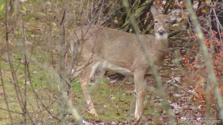 Morgantown Deer Hunt Is Lifeline For Food Programs