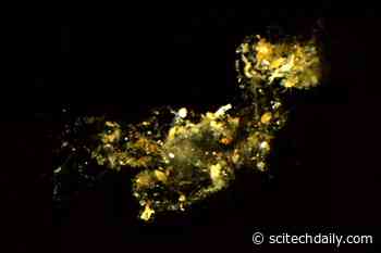 Tiny Marine “Snowflakes” Play a Big Role in the Sea