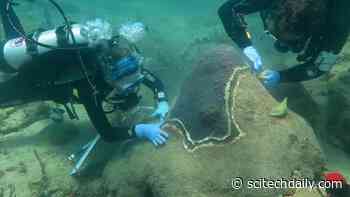 Common Antibiotic Effective in Healing Coral Disease Lesions – 95% Success Rate