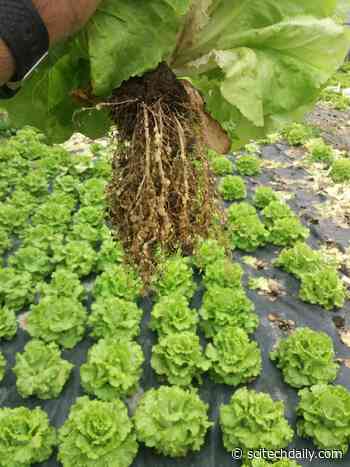 Beer Byproduct Mixed With Manure Proves an Excellent Pesticide – Increases Crop Yields