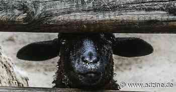 Advertiser sollten die schwarzen Schafe beim Consent Management aussortieren - Adzine