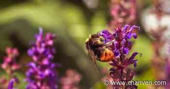 Gemeinde Zandt im Landkreis Cham setzt sich für Bienen ein | - Radio Charivari