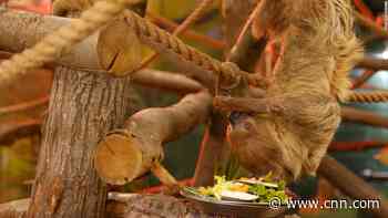 See pensioner sloths' brand new retirement home