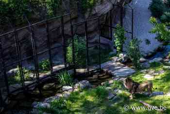 Mogelijk leeuwenwelpjes op komst in Zoo Antwerpen (Antwerpen) - Gazet van Antwerpen