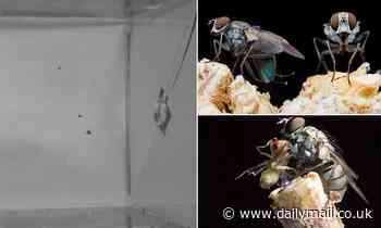 Divebombing killer flies lose control and miss their target, study shows 